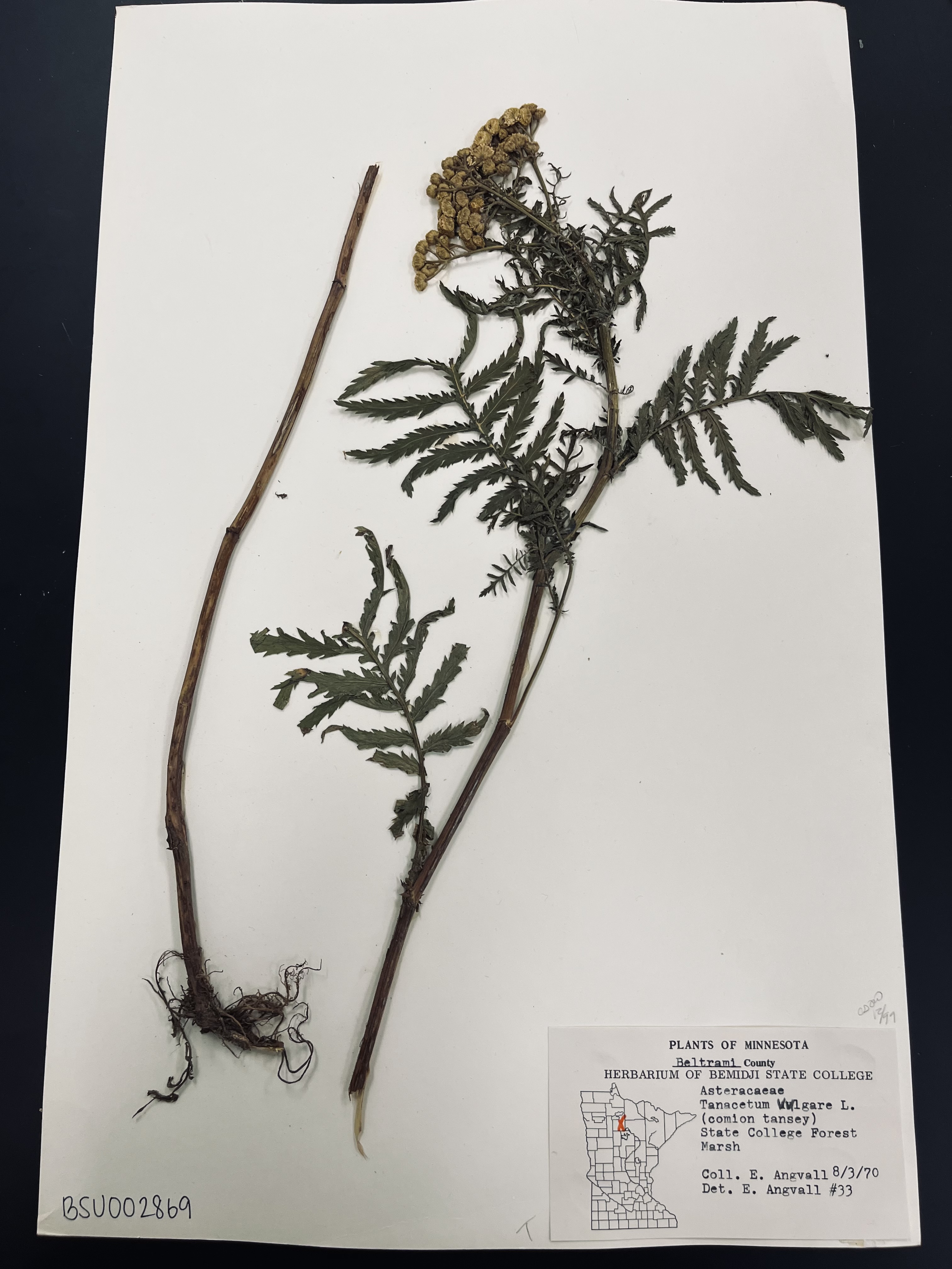 <p>Tansy</p>