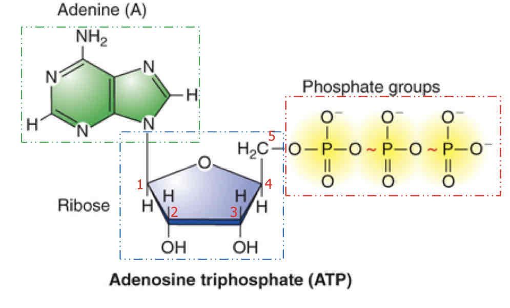 <p>Adenine-nitrogen organic base</p><p>Ribose- 5 carbon sugar</p><p>Three phosphate groups (oxygen around phosphorus</p>