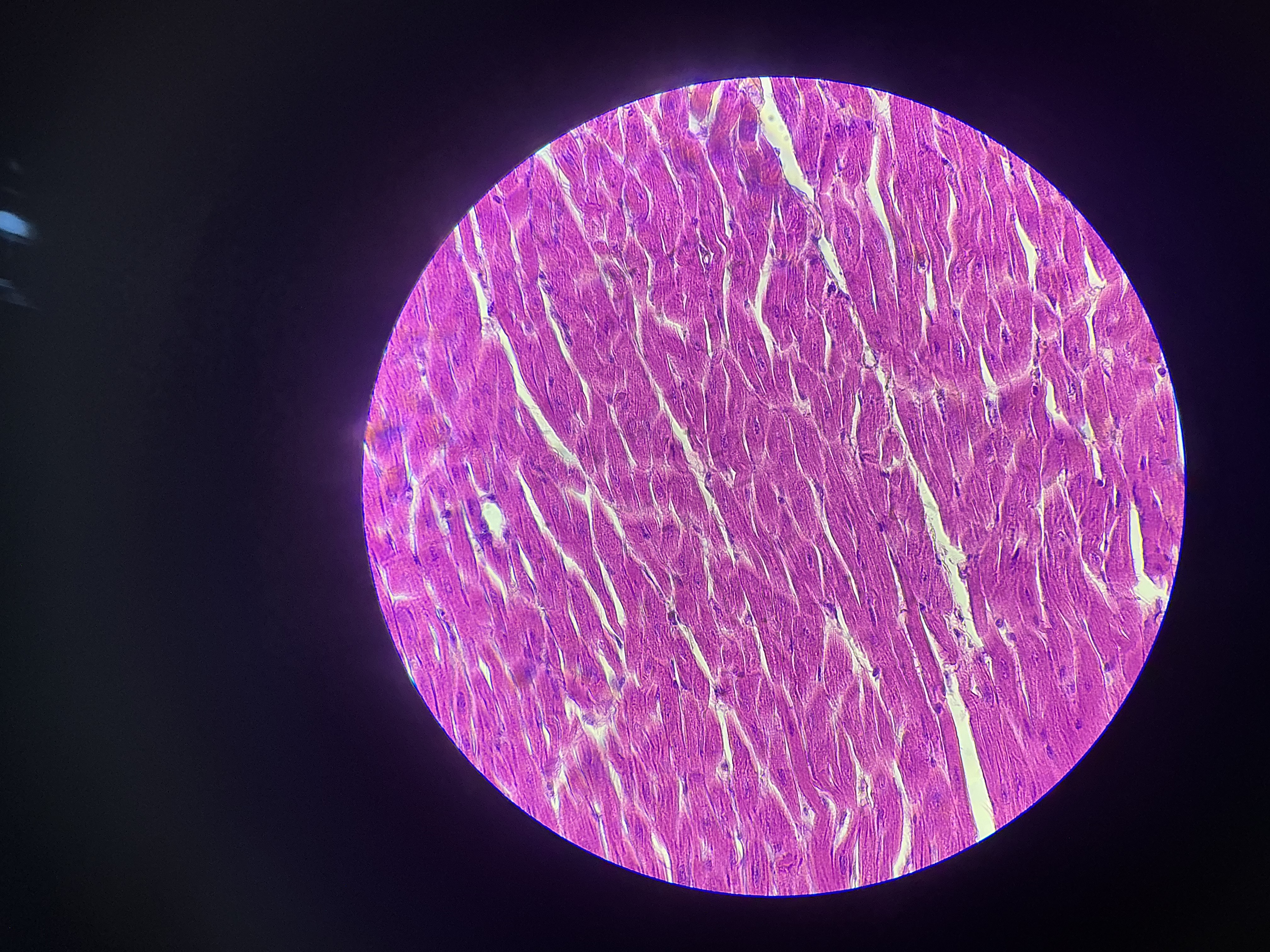 <p>what tissue is this?</p>