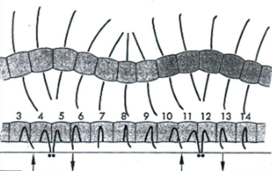 <ul><li><p>Centipede legs are much longer than millipede legs; attached to the sides of the body&nbsp;</p><ul><li><p>This arrangement suspends the body above the surface to make movement easier</p></li></ul></li><li><p>When a centipede is running, only a few of the legs are in contact with the soil </p><ul><li><p>As with annelids, a significant amount of energy is wasted in lateral movement when moving at high speeds </p></li></ul></li></ul><p></p>
