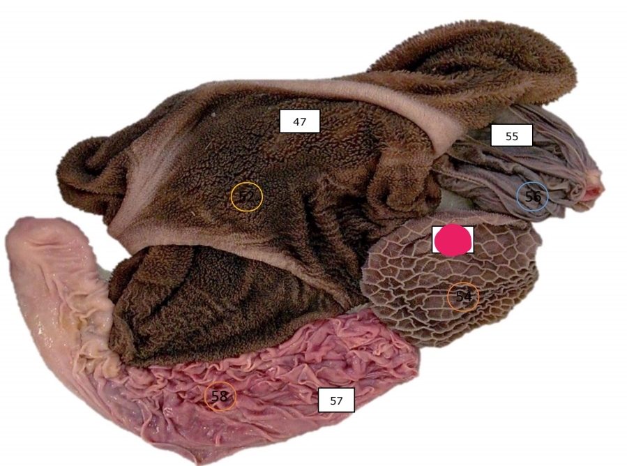 knowt flashcard image