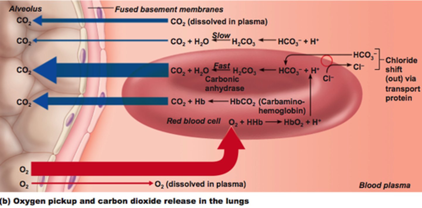 <p>most co2 as carbonic acid (in rbc) → some binds to n-terminal of hb (carbaminohemoglobin), some in plasma</p>