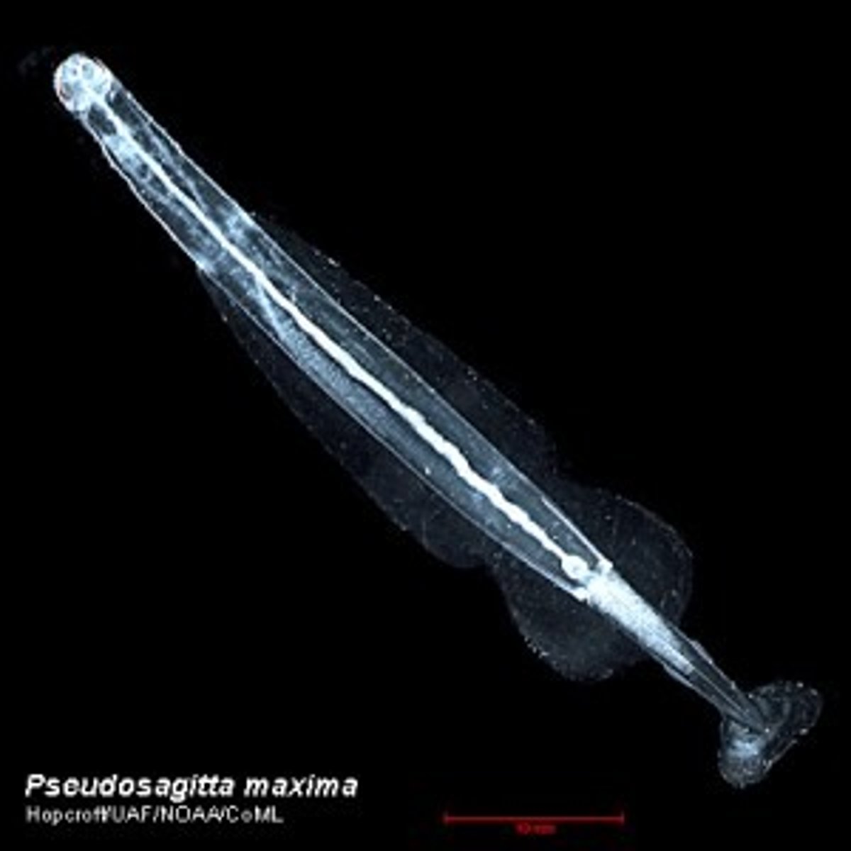 <p>this phylum consists of arrow worms</p><p>-unknown evolutionary position (deuterostome? protostome?)</p><p>-marine plankton</p><p>-covered by cuticle</p><p>-complete digestive system</p><p>-coelom</p><p>-nerve ring and sense organs</p><p>-enterocoelous</p><p>-cleavage similar to crustaceans</p><p>-eyes w/ sensory bristles</p><p>-hermaphroditic</p><p>-self fertilization</p><p>-lacks respiratory/ excretory system</p><p>-longitudinal muscles</p>