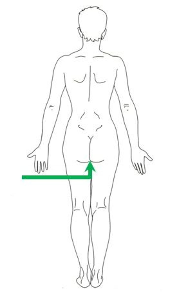 <p>Area (perineum) between anus and genitals</p>