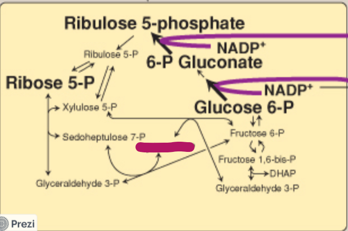 <p>Label this step of the PPP.</p>