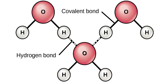 Hydrogen and covalent bonds are displayed between water molecules.