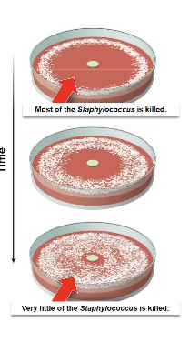 <p>This figure is showing how the Staphylococcus population has ___.</p>