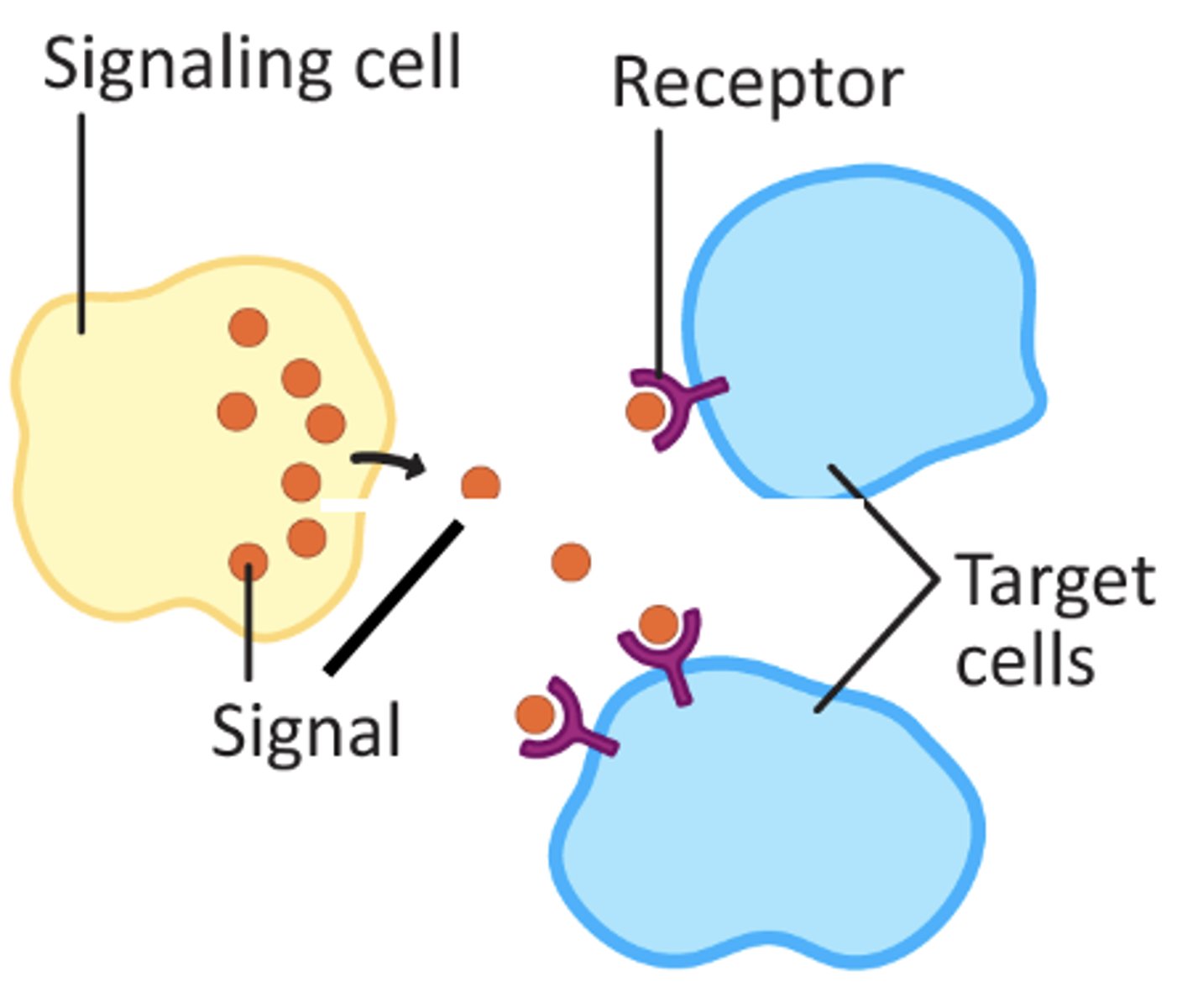<p>a message that is sent between cells</p>