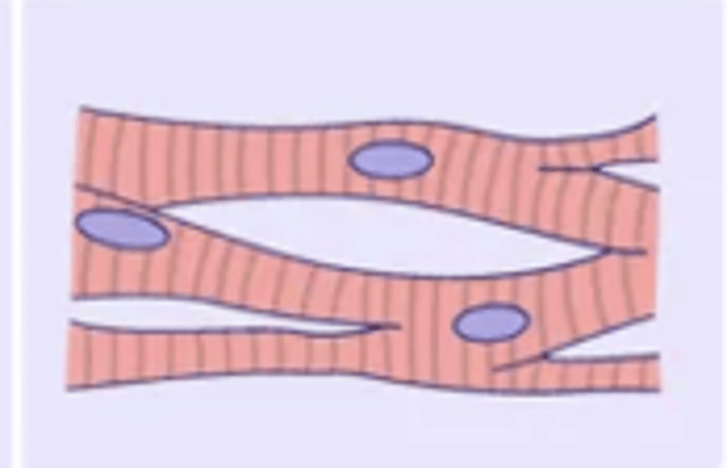 <p>- Found only in the heart</p><p>- Involuntary</p><p>- Fibres are striated, branched, and uninucleated</p><p>- Has myoglobin (oxygen storage) and many mitochondria (constant ATP production) → non-fatiguing.</p>