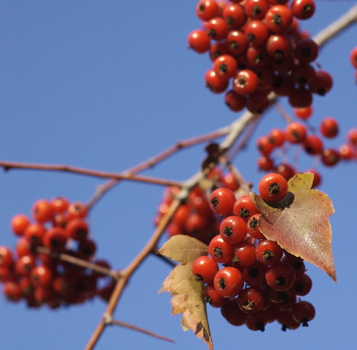 <p>Part Used: Berries, flower. leaf</p><p>Actions: Cardiac tonic, nutritive (for the heart), hypotensive</p><p>Indications: Arrhythmias, cardiac weakness with valvular murmurs, capillary fragility, HTN</p><p>Interactions: Avoid with other anti-arrhythmic drugs or antiplatelet meds</p><p>Gus had arrhythmias, which led to murmurs, HTN and a weak heart</p>