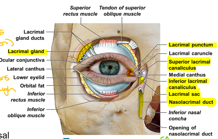 <ol><li><p>Lacrimal <u>g</u>land: Produces tears (lacrimation)(Great)</p></li><li><p>Lacrimal <u>p</u>uncta: Openings drain lacrimal secretions(Pandas)</p></li><li><p>Lacrimal <u>c</u>analiculi: Tubules that tears pass through(Came)</p></li><li><p>Lacrimal <u>s</u>ac:Tears pass through(Souring)</p></li><li><p><u>N</u>asolacrimal duct: To reach inferior meatus in nasal cavity(Near)</p></li></ol><p></p>
