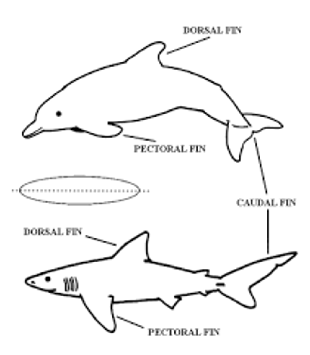 <p>Similar environments lead to similar phenotypes.</p><p>Ex: dolphins look like sharks, not closely related though</p>