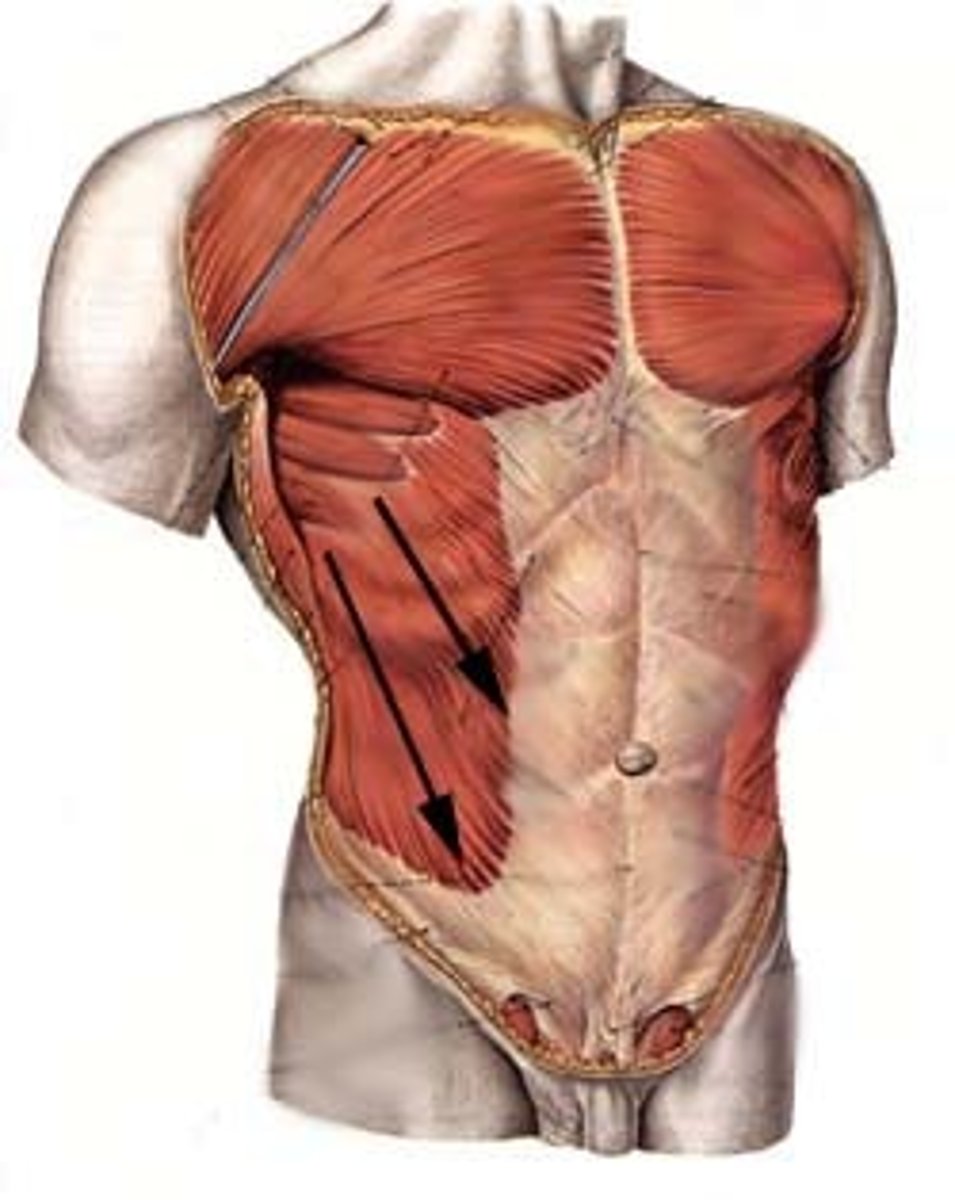 <p>thorasis (chest)<br>mamma (breast)<br>abdomen<br>umbilicus (navel)<br>pelvis</p>