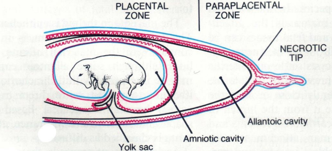 <ul><li><p>provide protection &amp; nutritional &amp; excretory requirements for the dev embryo</p></li><li><p>four major membranes</p><ul><li><p>yolk sac</p></li><li><p>amnion</p></li><li><p>chorion </p></li><li><p>allantois</p></li></ul></li></ul>