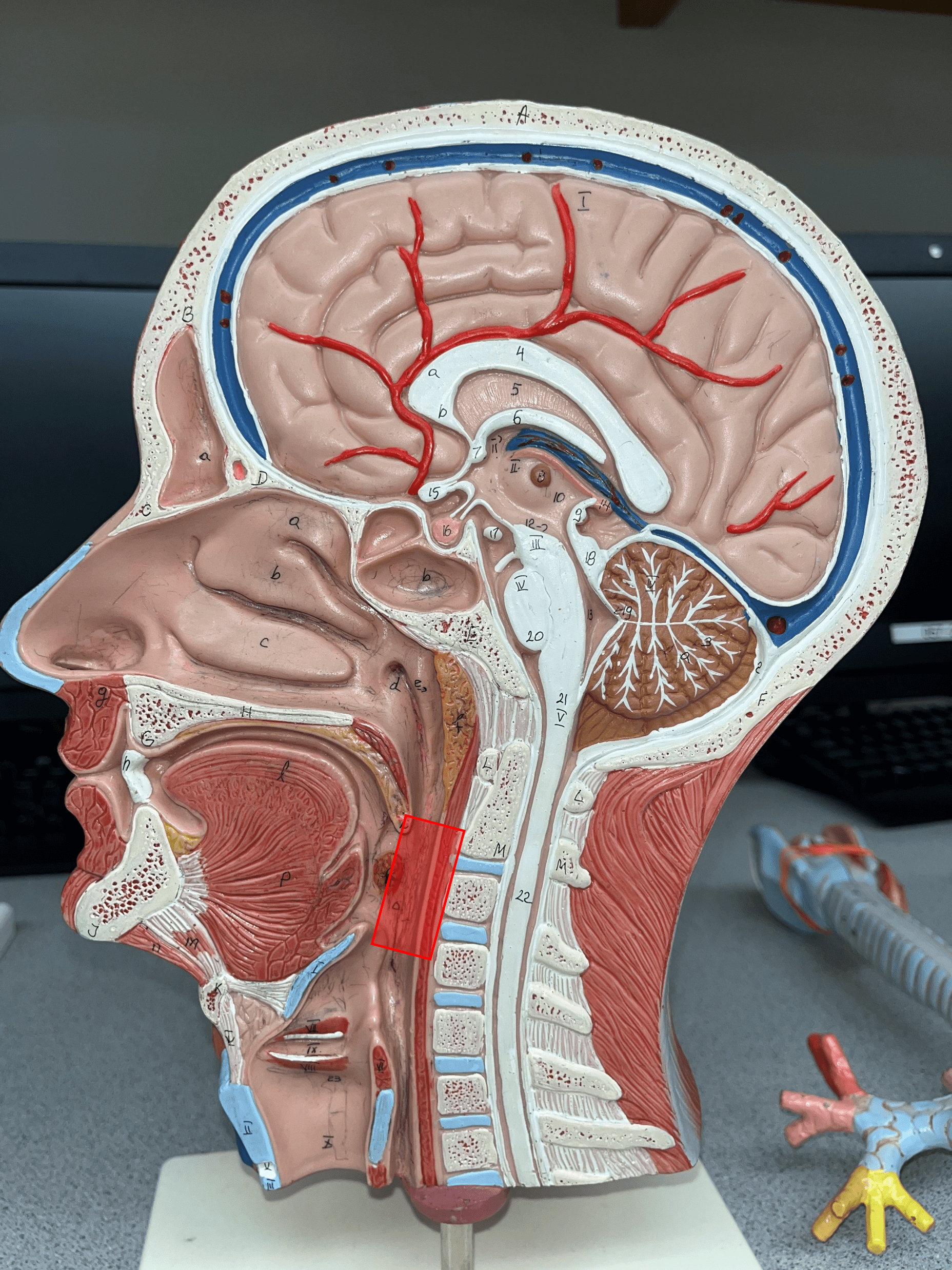 • The middle segment of the pharynx.

• Below the level of the soft palate and above the level of the hyoid bone.

• Receives food from the oral cavity.
