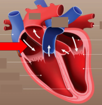 <p>receives oxygen poor blood from the body</p>