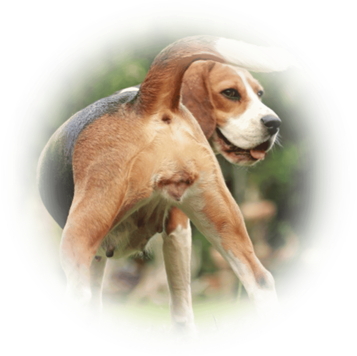 <ul><li><p>Reduction in vulval swelling</p></li><li><p>Vulval discharge becomes serous/brownish</p></li><li><p>Willing to accept male</p></li><li><p>Movement of tail to uncover vulva ('flagging')</p></li></ul><p></p>