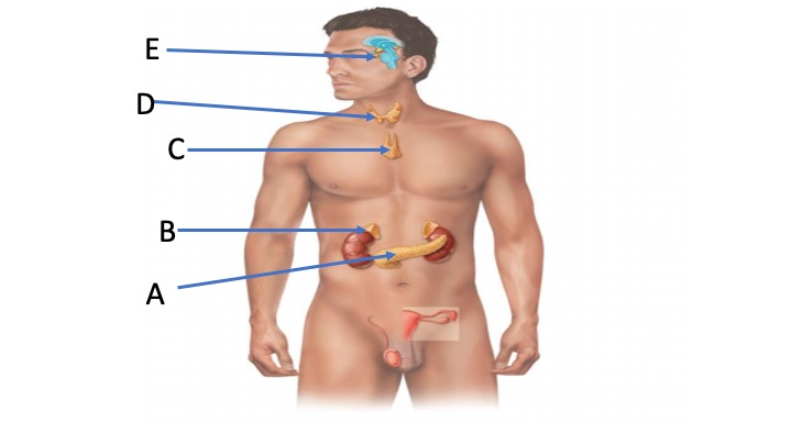 <p>ID the gland indicated by D</p>