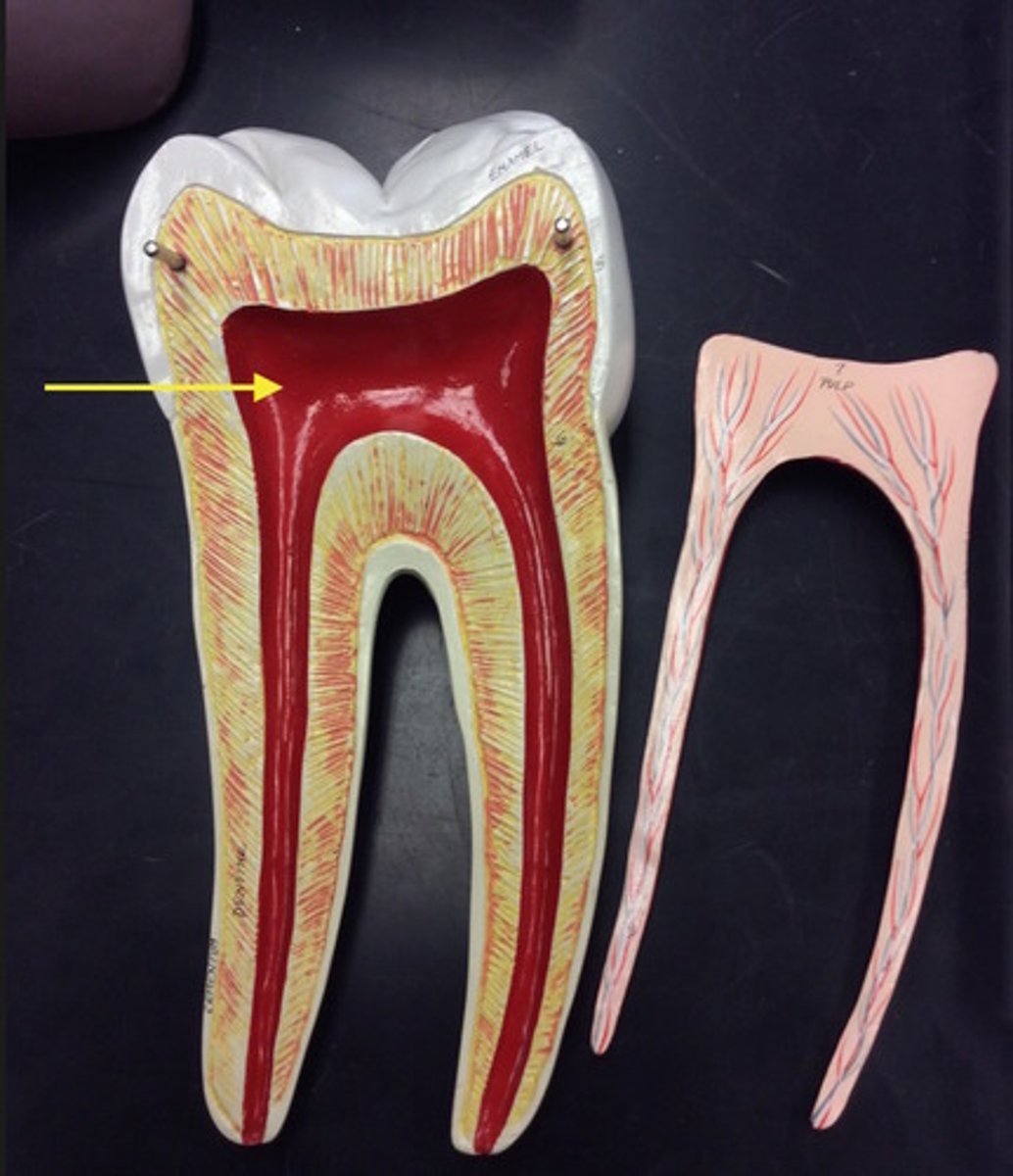 <p>receives blood vessels and nerves through the root canal</p>