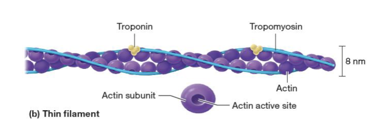 <p>it has an active site that binds with myosin heads</p>