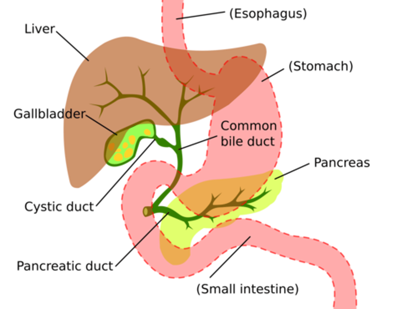 <p>The common hepatic duct joins with the cystic duct from the gallbladder to form the common bile duct.</p><p>common hepatic duct + cyst duct: common bile duct</p>