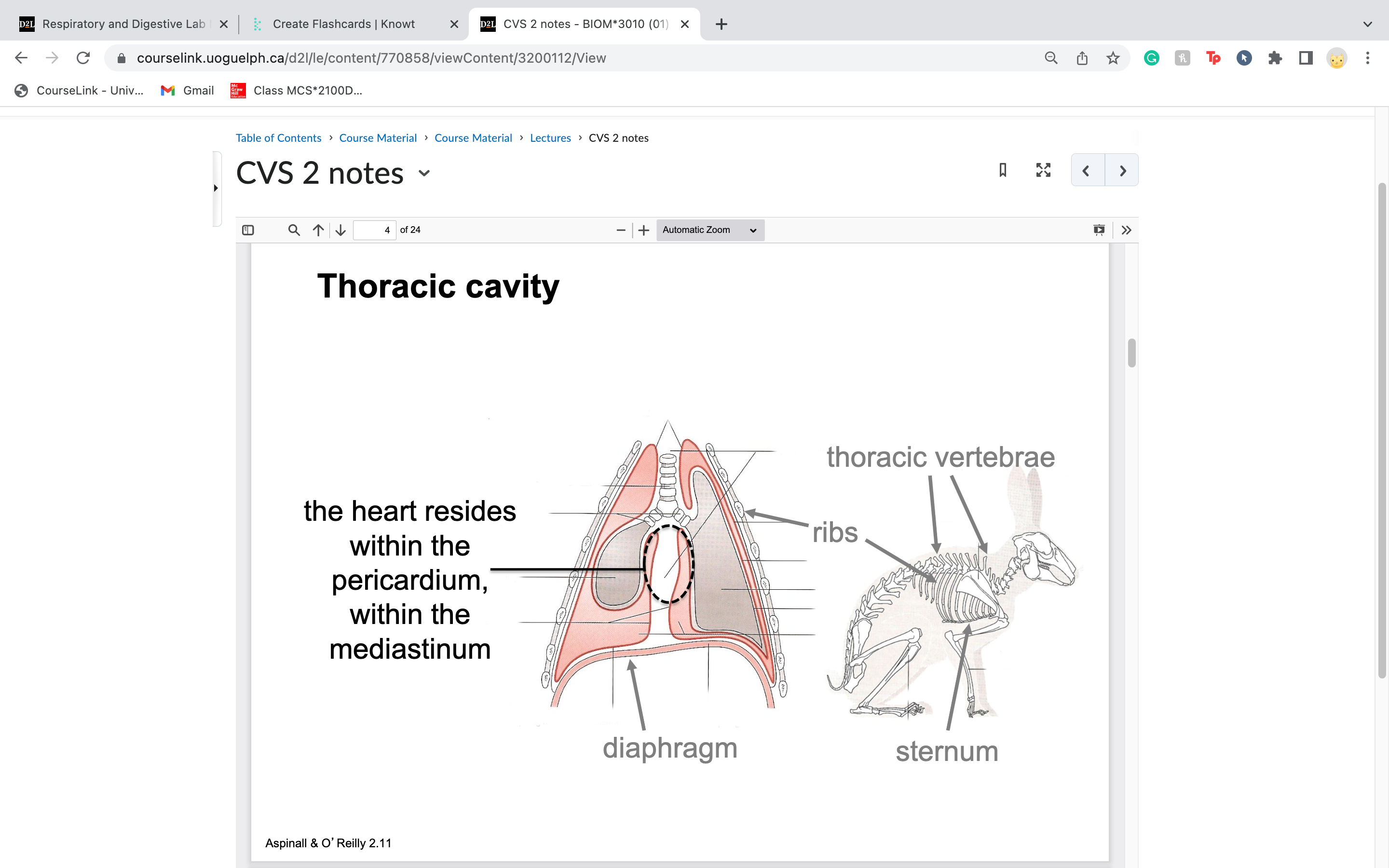
Visceral pericardium

Parietal pericardium

Fibrous pericardium