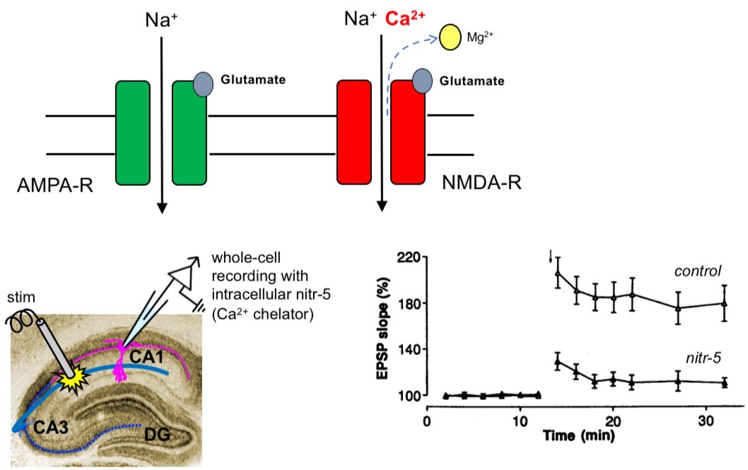 <p>CA1 hippocampal recording of control (LTP occurring)</p><ul><li><p>one group injected with nitr-5 (Ca2= chelator - binds to free calcium)</p></li><li><p>Nitr-5 group had significant decrease in LTP, shows calcium’s role in LTP</p></li></ul><p></p>