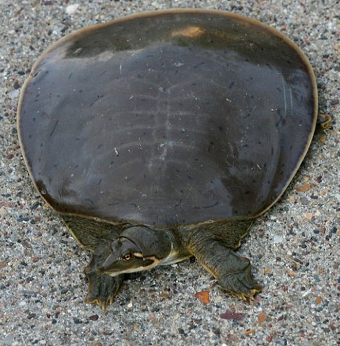 <p>- smooth leading edge of carapace</p>