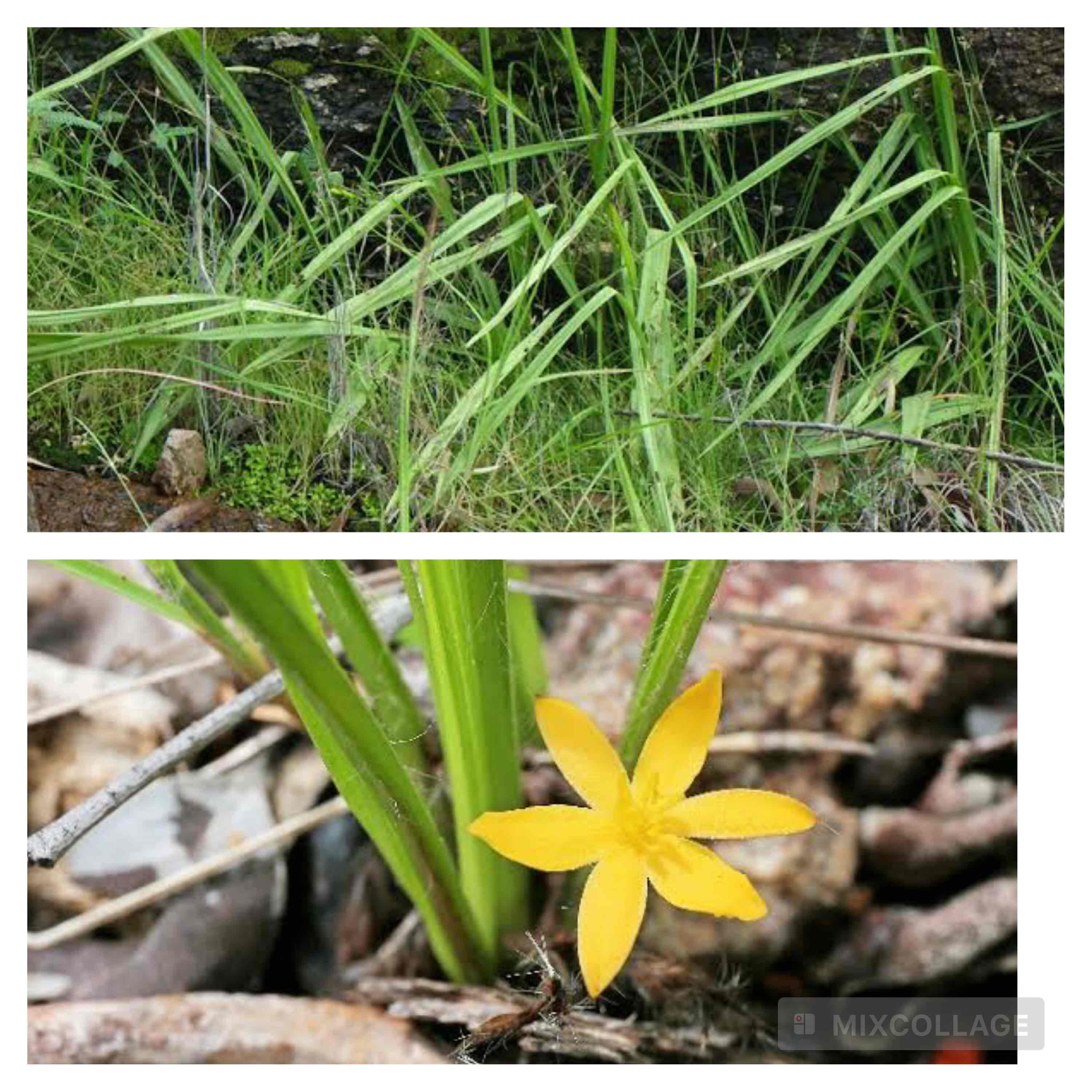 <p>Golden eye grass</p>