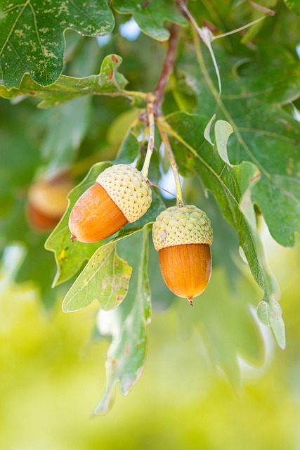 <p>What kind of fruit is oak?</p>