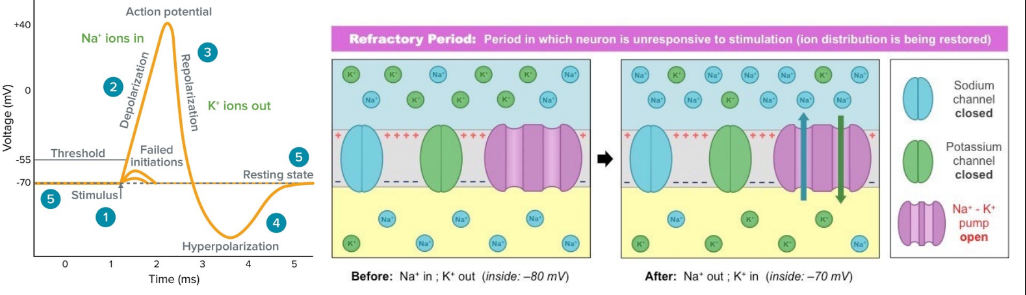 At this stage, the resting ionic distribution is largely reversed. The resting potential must be restored by the sodium-potassium pump. The nerve can’t fire again until the resting potential is restored.