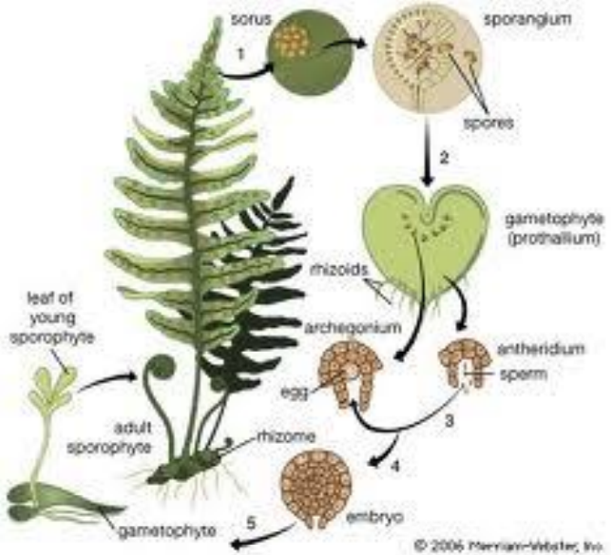 <p><span><span>Sobre las hojas de los helechos se desarrollan esporangios. Esas esporas generan los gametofitos, que son hojas en forma de corazón. Sobre ese gametofito se van a desarrollar los gametangios masculinos y femeninos (anteridio y oogonio). Cuando la ovocélula se fecunda, se produce un embrión, que va germinando sobre el propio gametofito para luego desarrollar el propio esporofito.</span></span></p>