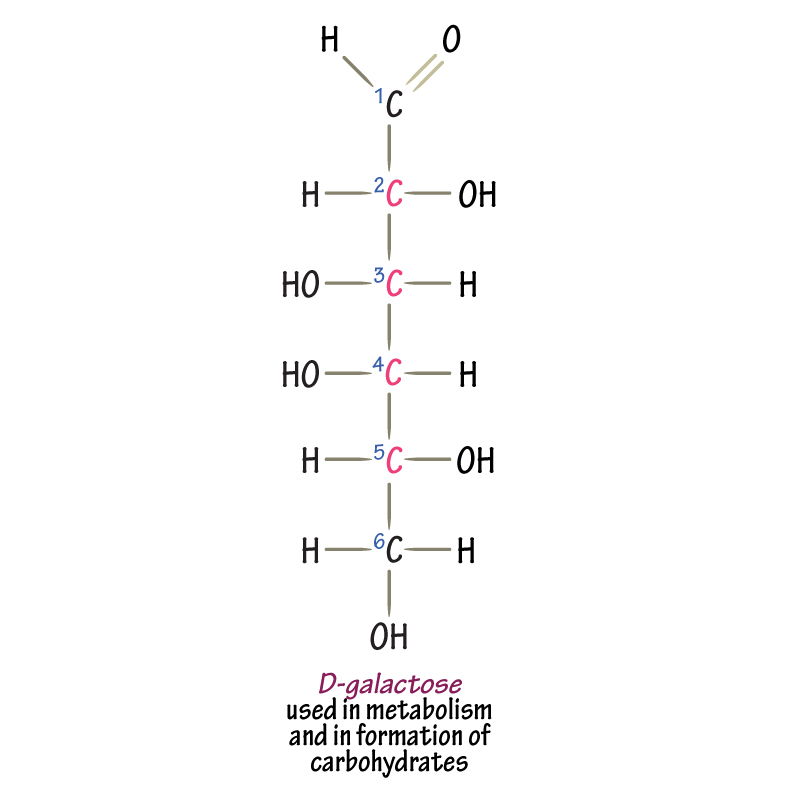 <p>hexose sugar; monomer of lactose; aldehyde</p>