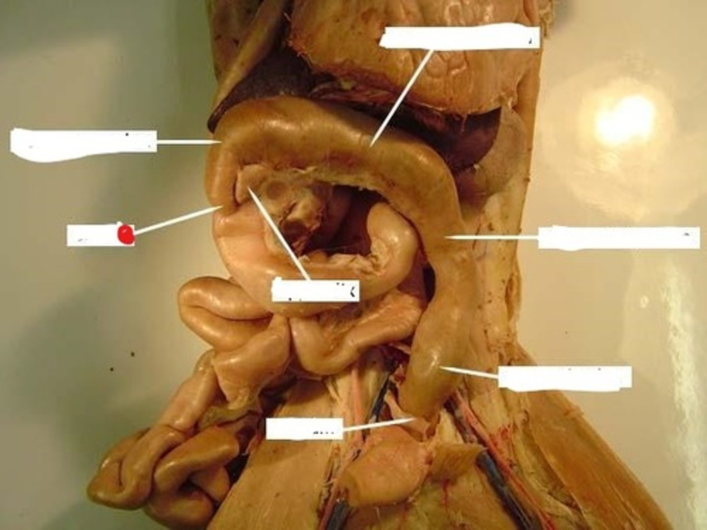 knowt flashcard image