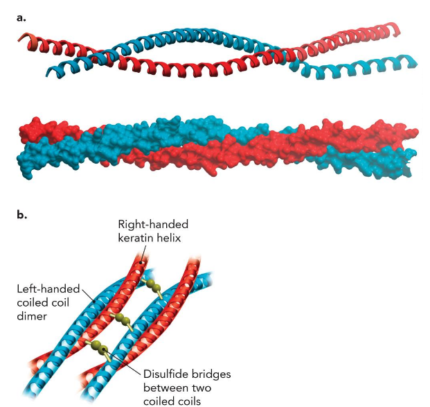 <p>major proteins of hair and fingernails and comprise a major fraction of animal skin; intermediate filament protein;&nbsp;Predominantly α-helical in structure.</p>