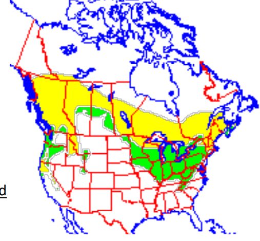 <p>Which species fits the following habitat and management concerns?</p><p><br>Habitat: Structurally complex boreal forests with high canopy closure; generally lower elevations </p><p>Management issues: Important historical furbearer; can effectively control porcupine pops; species of special concern in CA with 3 failed petitions for listing as threatened</p>