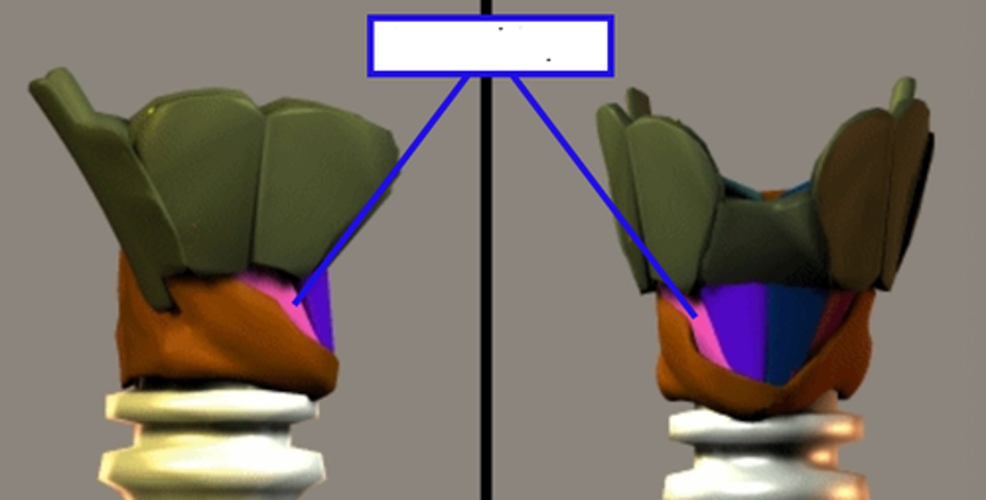 <p>runs more toward the posterior of the thyroid cartilage - slanted part</p>