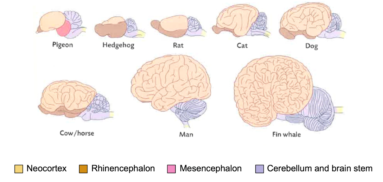 <ul><li><p>Telencephalon → Region modified for that species</p></li><li><p>Rhinencephalon&nbsp;</p></li></ul><p></p>