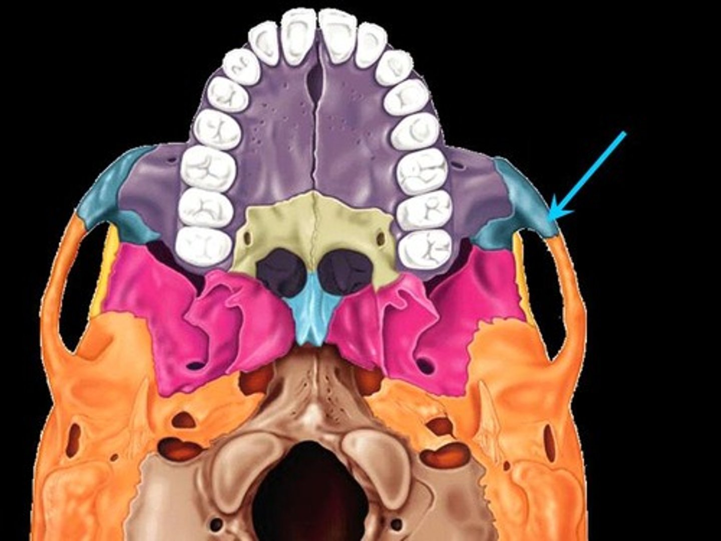 <p>points posteriorly and articulates with the zygomatic process of the temporal bone. This bone and bone feature forms the other half of the zygomatic arch</p>