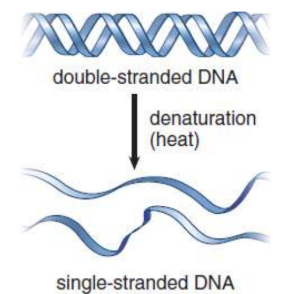 <p>“melting” of the double helix into two single strands that have separated from each other by conditions (heat, alkaline pH, formaldehyde, urea) that disrupt hydrogen bonding and base-pairing; none of the covalent links between the nucleotides in the backbone of the DNA break during this process.</p>