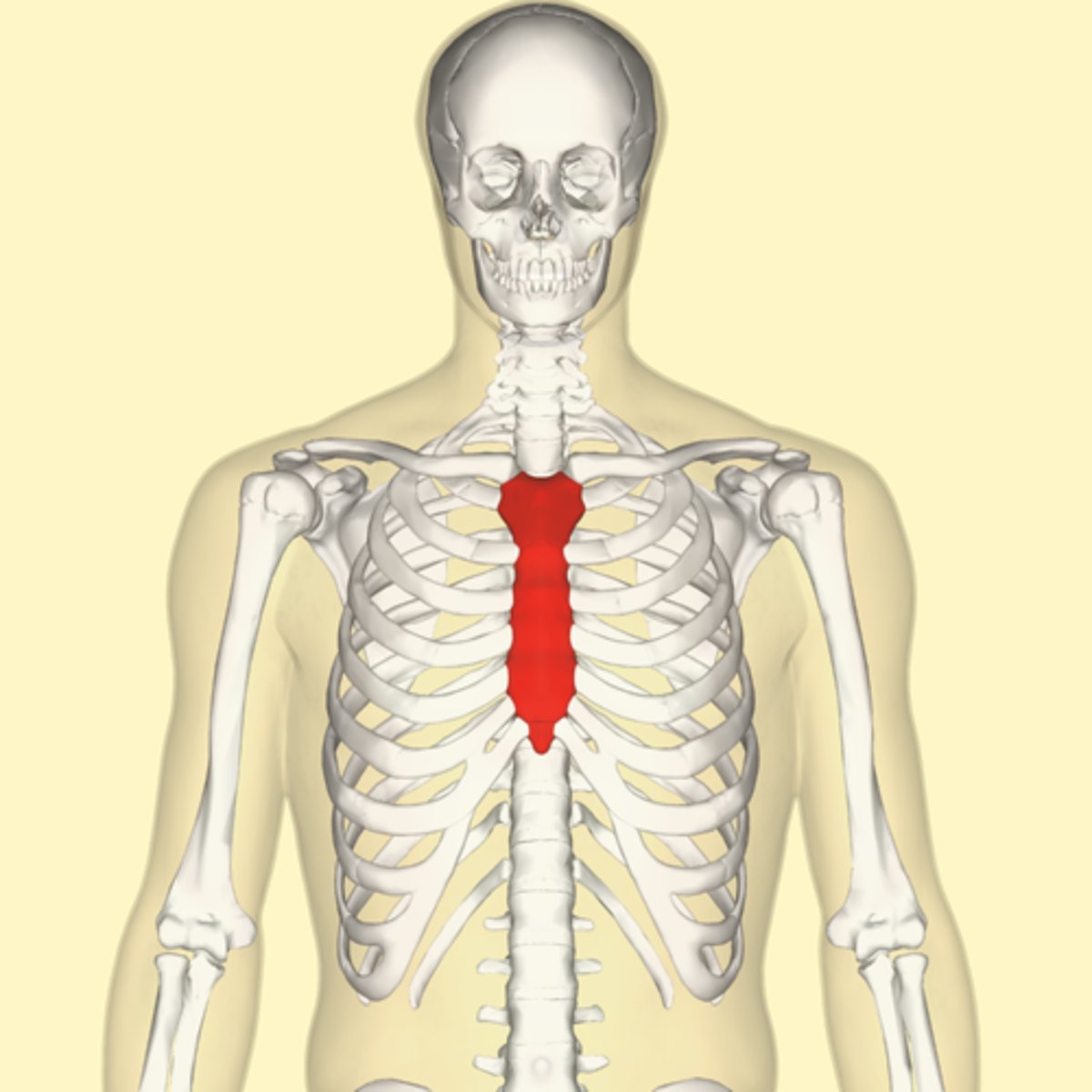 <p>sternum and the bones forming the skull</p>