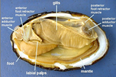 <p>Domain Eukarya </p><p>Phylum Mollusca - Soft-bodied, often shelled organisms </p><p>Class Bivalvia - Mollusks with two-part shells </p><p>Genus: <em>Anodonta</em> (Freshwater Mussel) </p>