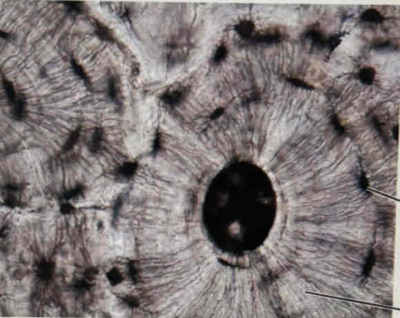 <p>What tissue is this?</p>