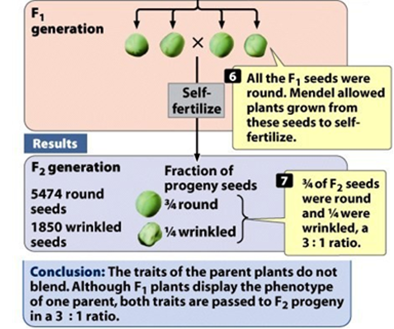 <p>Showed a 3:1 ratio of the 2 parental traits</p>
