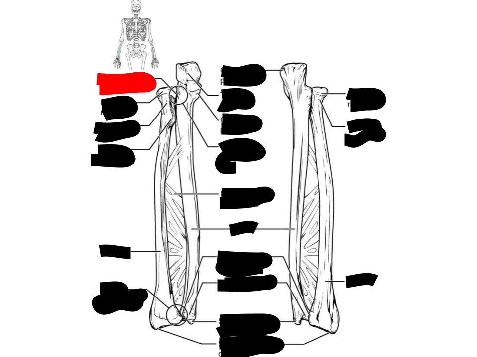 <p>ulna</p>