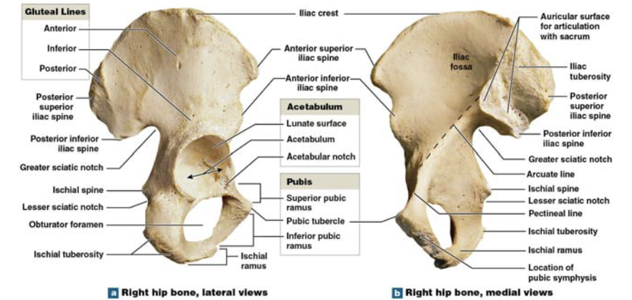 <p>pelvic girdle attach to </p>