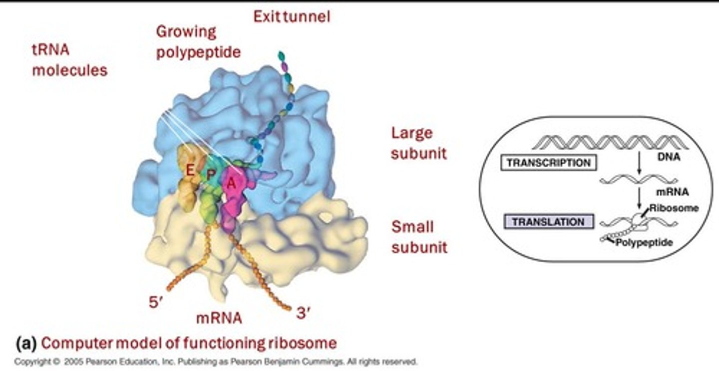 <p>Molecular machines synthesizing proteins from mRNA.</p>