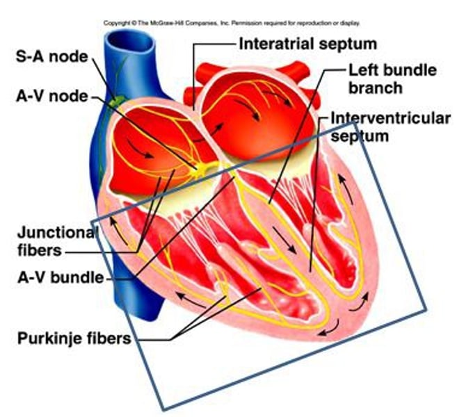 <p>merging cells performing as a unit; those of the heart are joined electrically</p>