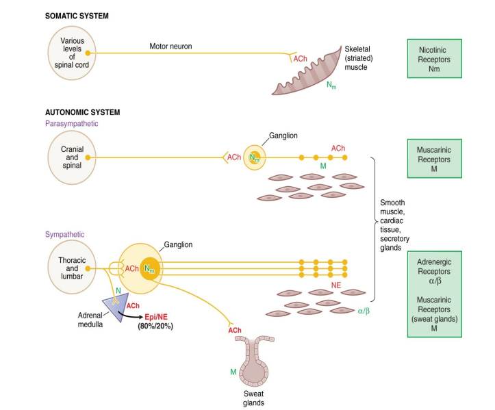 <p>SUMMARY</p>