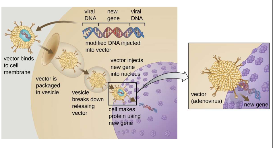 <ol><li><p>Vector can be injected or given intravenously (IV) directly into a specific tissue in the body, where it is taken up by individual cells</p></li><li><p>A sample of the patient's cells can be removed and exposed to the vector in a laboratory setting</p><ul><li><p>The cells containing the vector are then returned to the patient</p></li></ul><p></p></li></ol>